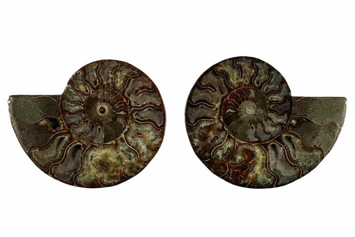 Cut & Polished, Agatized Ammonite Fossil - Madagascar #344089